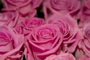 Розовые розы №474