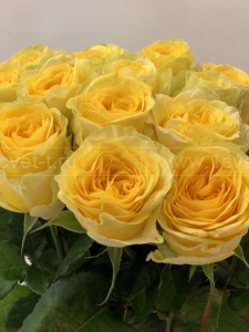 Роза жёлтая №883