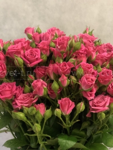 Роза кустовая 70-80 см